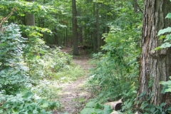 Forest Trails