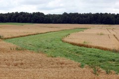Green grassy area meandering through agricultural field