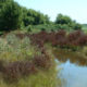 A New BMP Cost-Share Program for Lambton Shores Landowners!