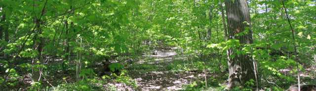 Forest Land Donated to the Foundation Header Land Donations
