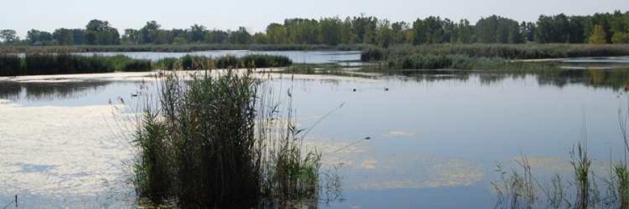 Wawanosh Wetland