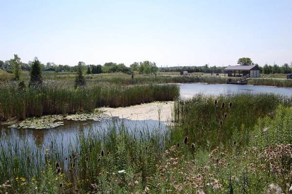Dow Wetland Dow Wetland