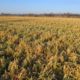 Cover Crop Survey