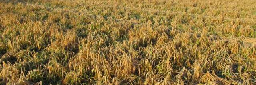 Cover Crop