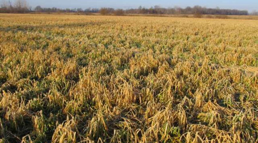 Cover Crop