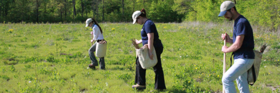 tree planting 2013