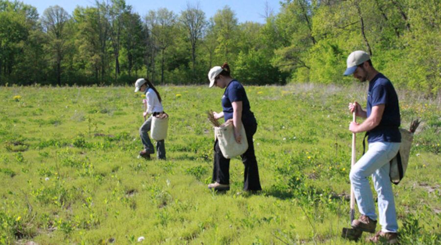 tree planting 2013