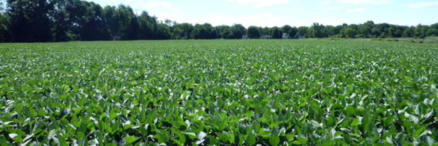 farm crops