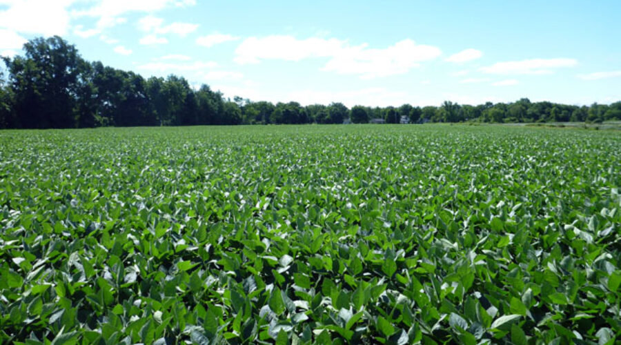 farm crops