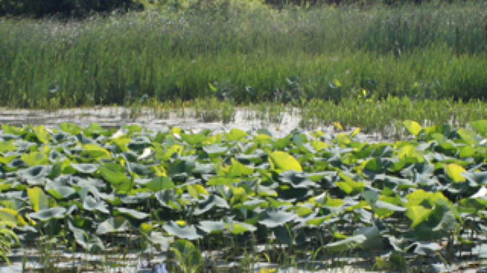mclean wetland