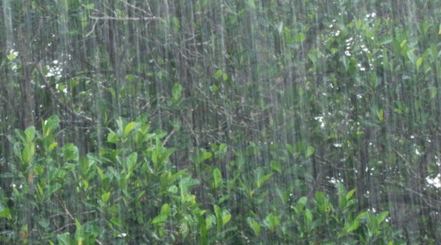 Heavy Rain