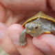 Helping the Northern Map Turtle