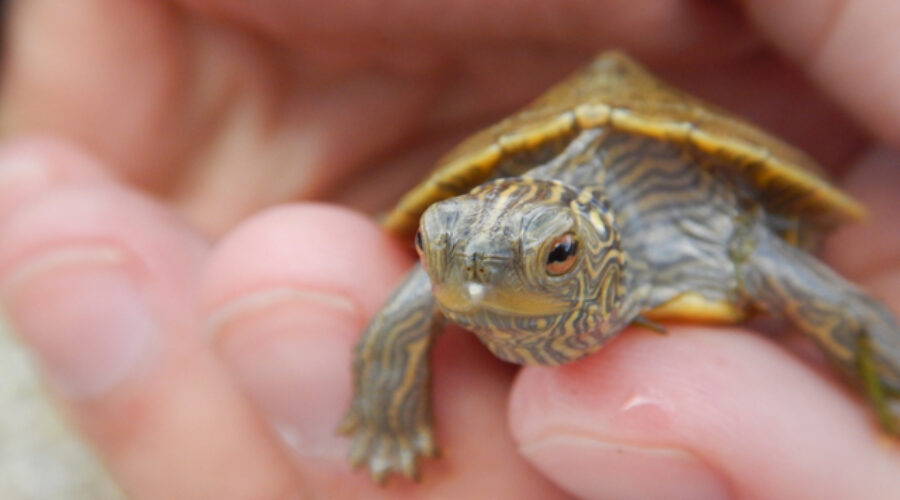 northern map turtle hatchling