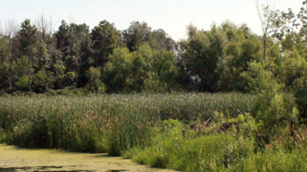 peers wetland