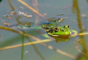 frog and lily pad