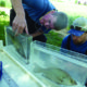 Sydenham River Watershed Species at Risk Newsletter