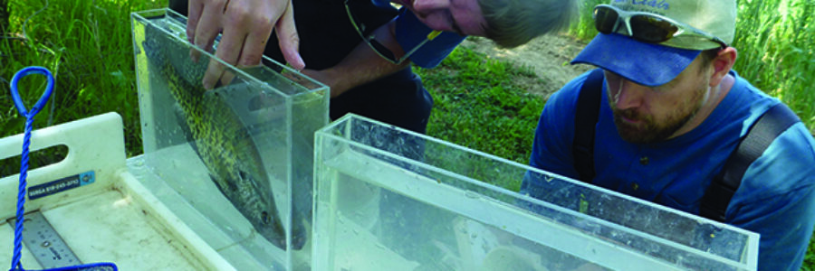 SCRCA staff check out fish species