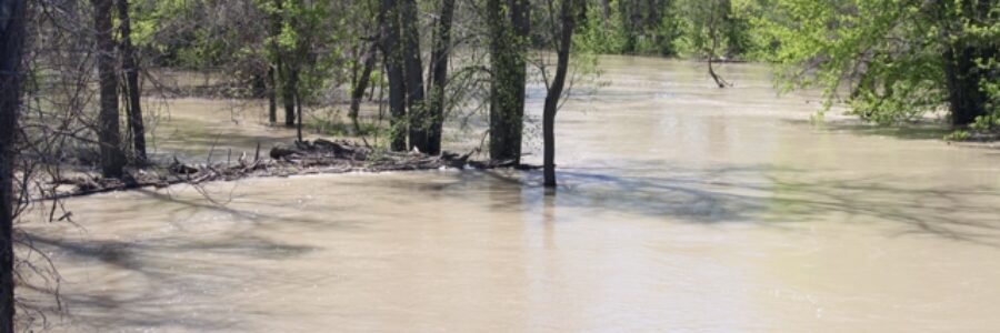 Trees flooded