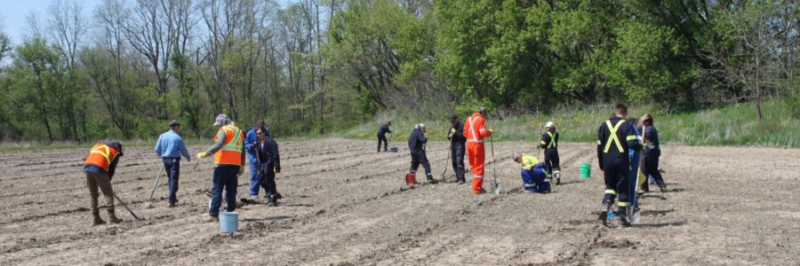 Enbridge and the SCRCA Complete 8-year Lambton County Naturalization Project