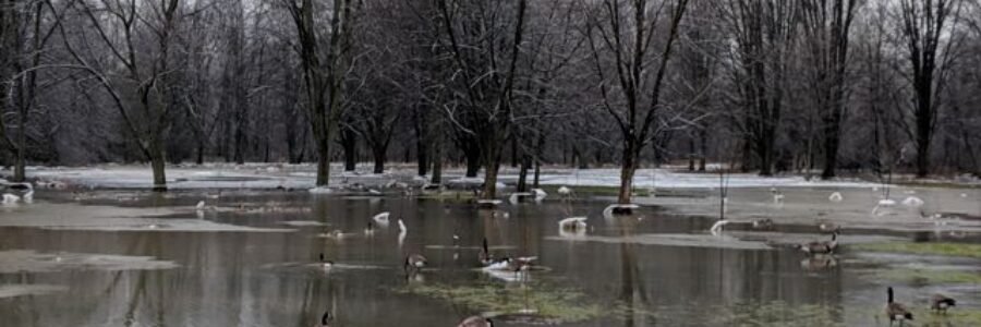 image of a flooded park due to recent ice and snow melt