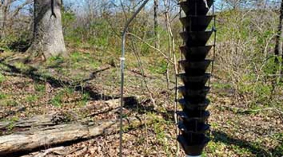 Oak Wilt Trap