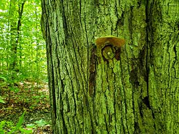 Oak wounding marker on tree