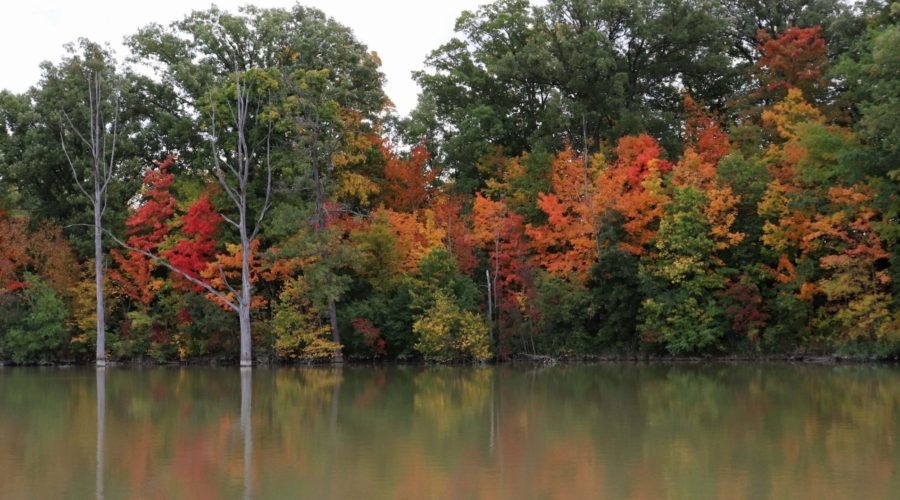 Fall Colours at Lorne C. Henderson