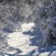 Conservation Update – January 2021