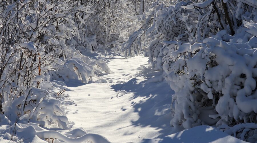 Snow covered trail and trees