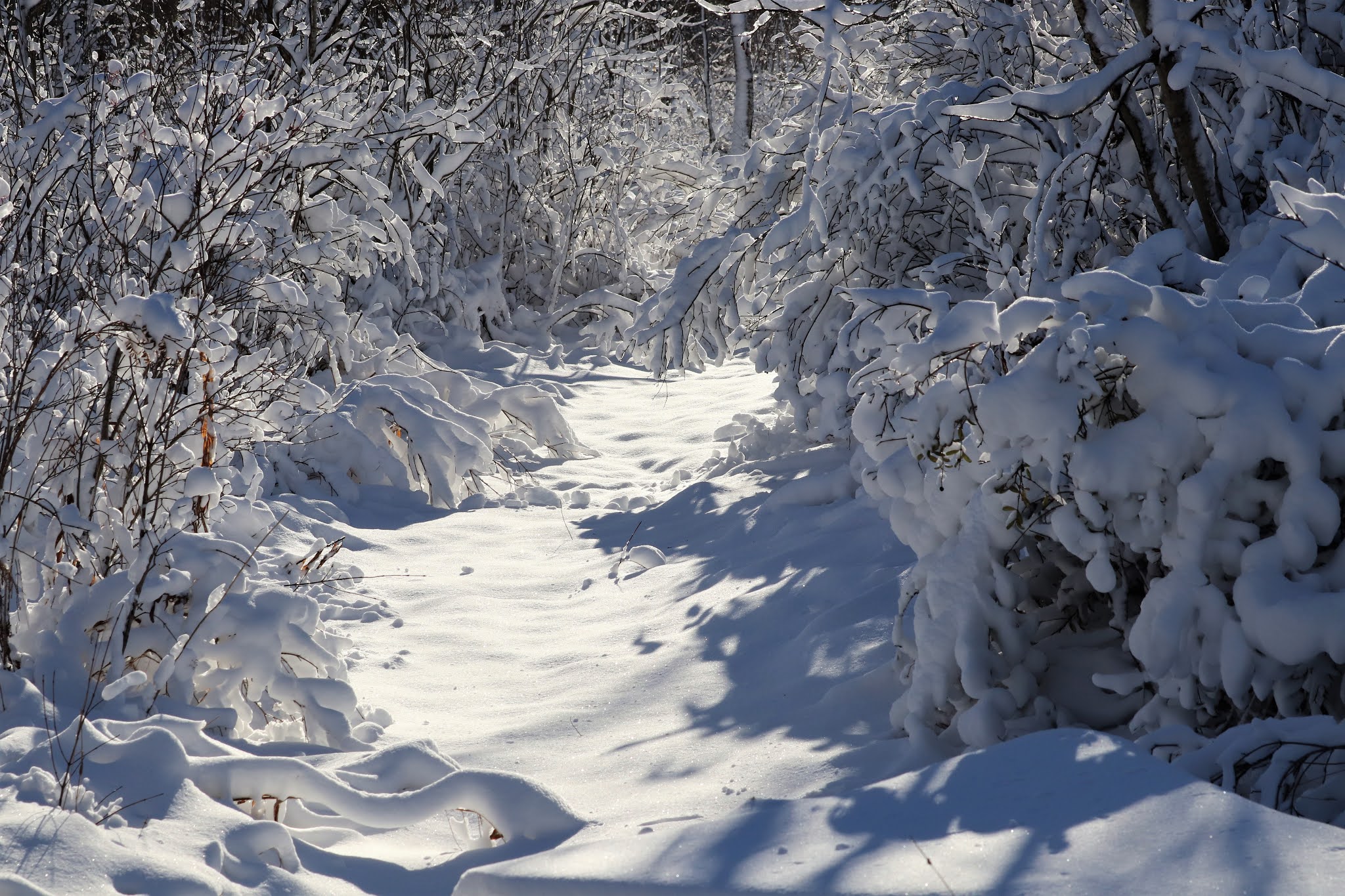 Snow covered trail and trees