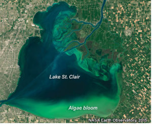 Aerial photo from space of a large green algal bloom on Lake St. Clair. Image by NASA Earth Observatory, 2015
