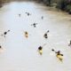 Sydenham River Canoe and Kayak Race to be held April 28, 2024