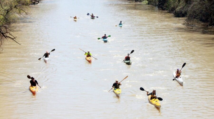 Kayakers paddling down the Sydenham River