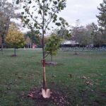 St. Clair Conservation Foundation Memorial Forest Dedication