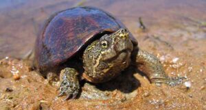 Eastern Musk Turtle