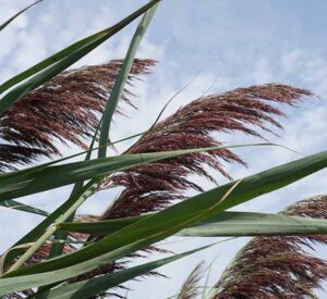 European Common Reed (Phragmites)