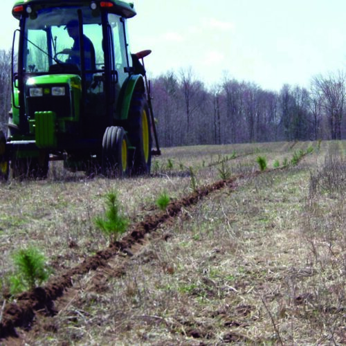 Tractor travelling beside a row of newly planted tree seedlings