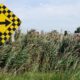 Lambton County Phragmites Project