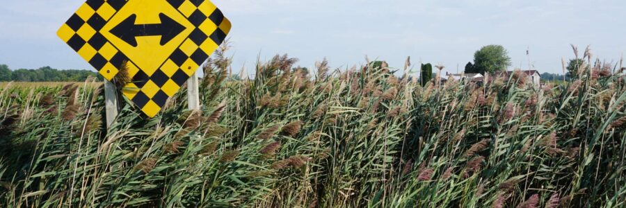 Lambton County Phragmites Project