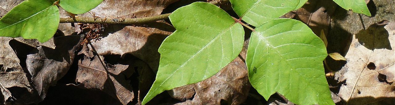 poison ivy leaves