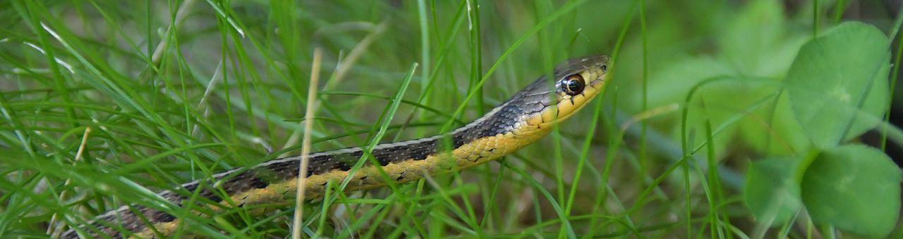 a snake in the grass