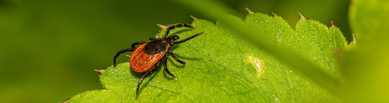 a tick insect crawling on a leaf