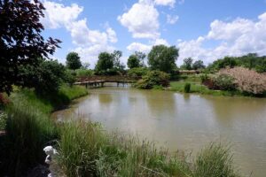 Picture of pond with bridge and greenery