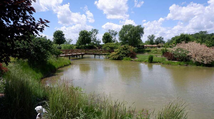 Picture of pond with bridge and greenery