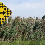 Phragmites in a field with a road sign