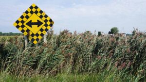 Phragmites in a field with a road sign