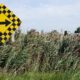 Invasive Phragmites Funding Available to Support Local Landowners