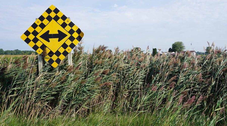 Phragmites in a field with a road sign