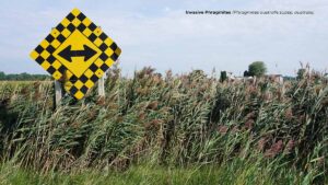 Invasive phragmites along a roadway with a sharp turn warning road sign.