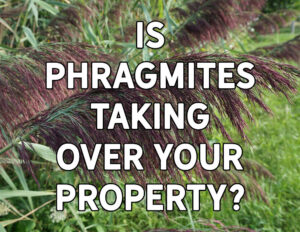 Picture of phragmites with text "Is Phragmites Taking Over your Property?"